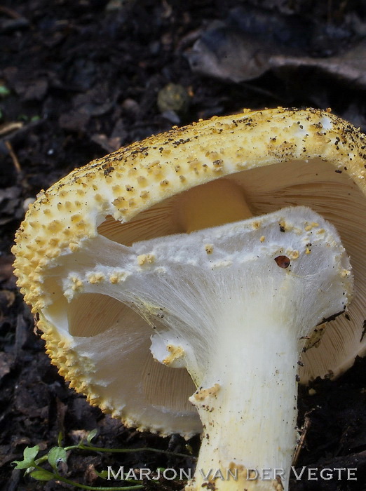 Spitsschubbige parasolzwam - Lepiota aspera